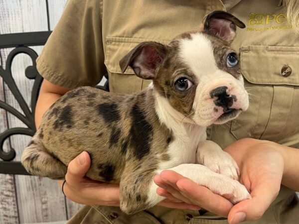 Boston Terrier DOG Male Blue Merle 3410 Petland Florence, Kentucky