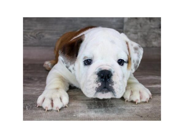 Bulldog Dog Male Red / White 3433 Petland Florence, Kentucky