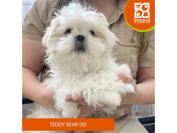 Teddy Bear DOG Male Cream / White 3364 Petland Florence, Kentucky