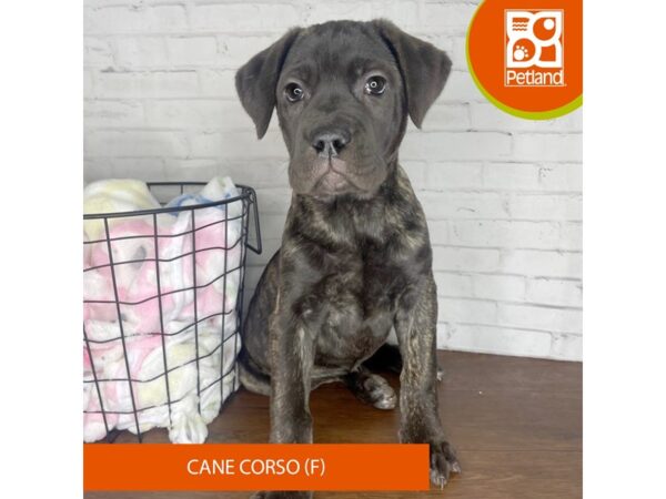 Cane Corso DOG Female Black Brindle 3413 Petland Florence, Kentucky