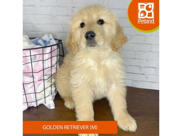 Golden Retriever DOG Male Golden 3430 Petland Florence, Kentucky