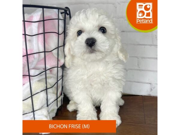 Bichon Frise DOG Male White 3432 Petland Florence, Kentucky