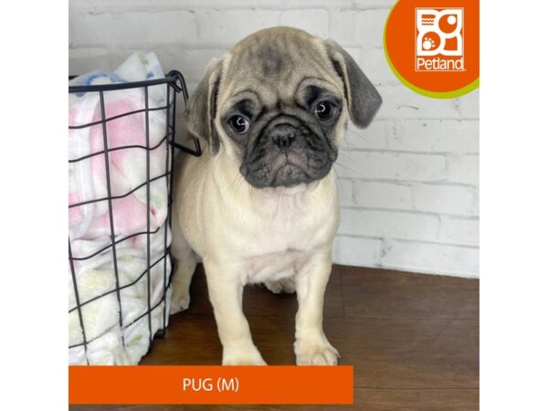 Pug-DOG-Male-Fawn-3438-Petland Florence, Kentucky