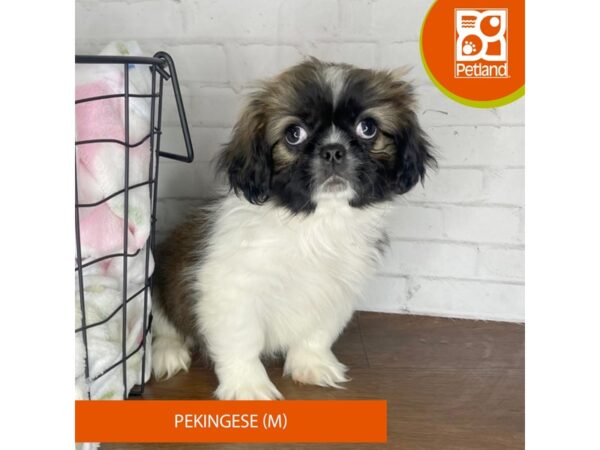 Pekingese Dog Male Red Sable 3446 Petland Florence, Kentucky