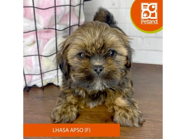 Lhasa Apso Dog Female Red Gold 3442 Petland Florence, Kentucky