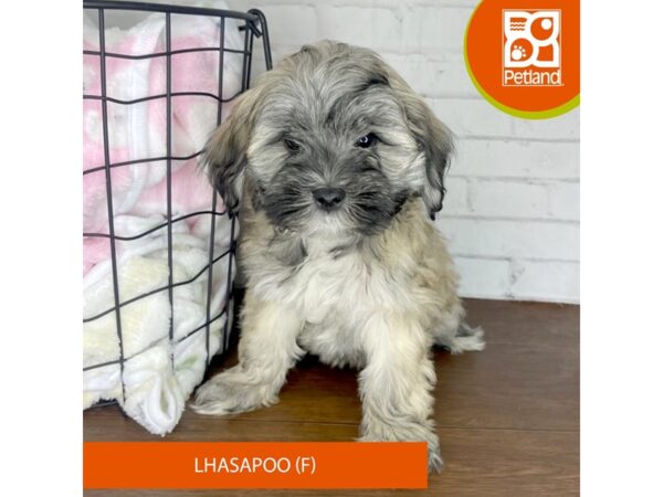 Lhasapoo DOG Female Gold 3441 Petland Florence, Kentucky