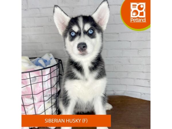 Siberian Husky-DOG-Female-Black White / Silver-3440-Petland Florence, Kentucky