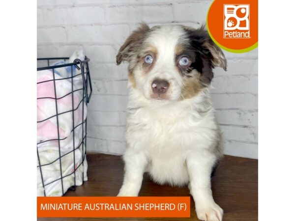 Miniature Australian Shepherd-DOG-Female-Red Merle-3439-Petland Florence, Kentucky