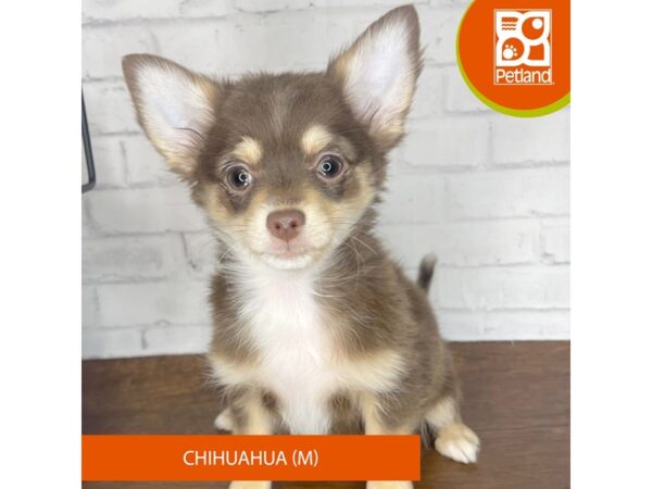 Chihuahua Dog Male chocolate and tan 3448 Petland Florence, Kentucky