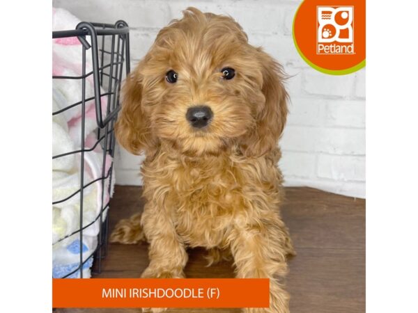 Irishdoodle Mini-DOG-Female-Red-3450-Petland Florence, Kentucky