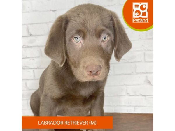 Labrador Retriever DOG Male Chocolate 3454 Petland Florence, Kentucky