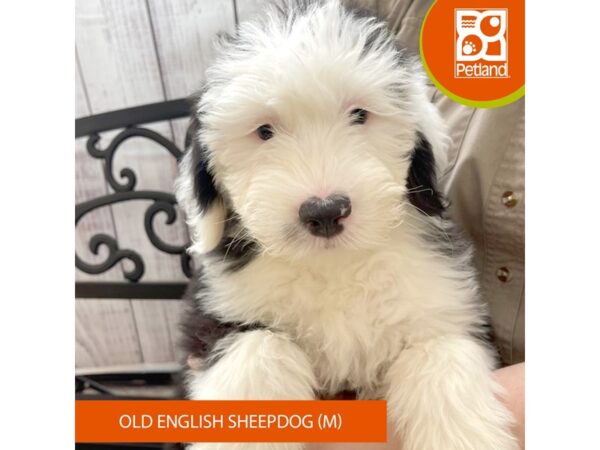 Old English Sheepdog-DOG-Male-Black / White-3459-Petland Florence, Kentucky