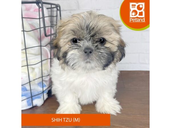 Shih Tzu DOG Male Brown / White 3460 Petland Florence, Kentucky