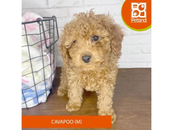 Cavapoo-Dog-Male-Ruby-3463-Petland Florence, Kentucky