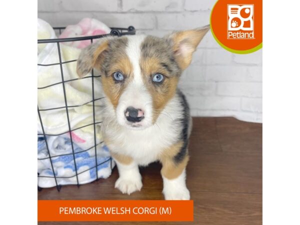 Pembroke Welsh Corgi DOG Male Blue Merle 3464 Petland Florence, Kentucky