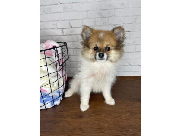 Pomeranian-DOG-Female--3425-Petland Florence, Kentucky