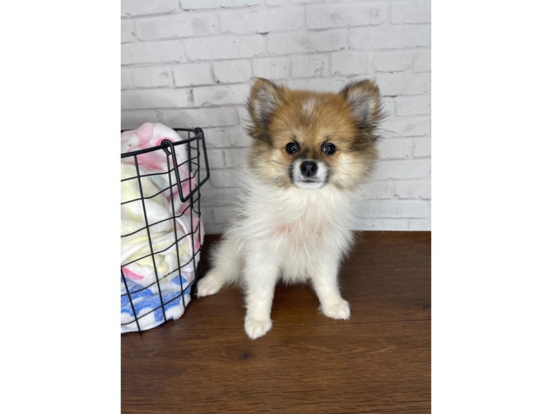 Pomeranian-Female--4033849-Petland Florence