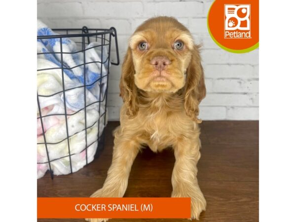 Cocker Spaniel Dog Male Red 3477 Petland Florence, Kentucky