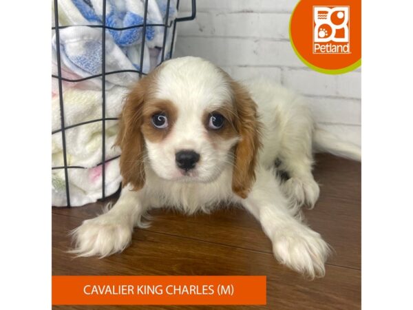 Cavalier King Charles Spaniel Dog Male Blenheim 3478 Petland Florence, Kentucky