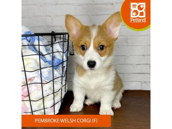 Pembroke Welsh Corgi Dog Female Red / White 3472 Petland Florence, Kentucky