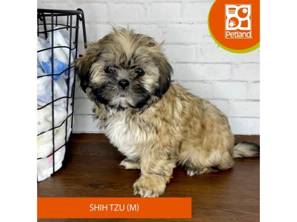 Shih Tzu-Dog-Male-Gold-3471-Petland Florence, Kentucky