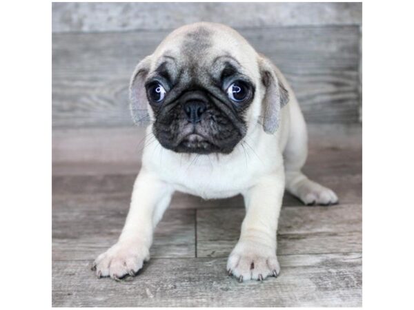 Pug-Dog-Female-Fawn-3487-Petland Florence, Kentucky