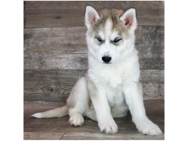 Siberian Husky Dog Male Gray / White 3488 Petland Florence, Kentucky