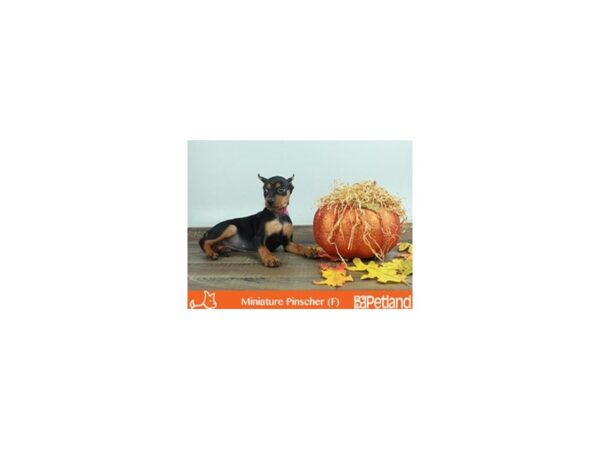 Miniature Pinscher-DOG-Female-BLK & RST-17-Petland Florence, Kentucky