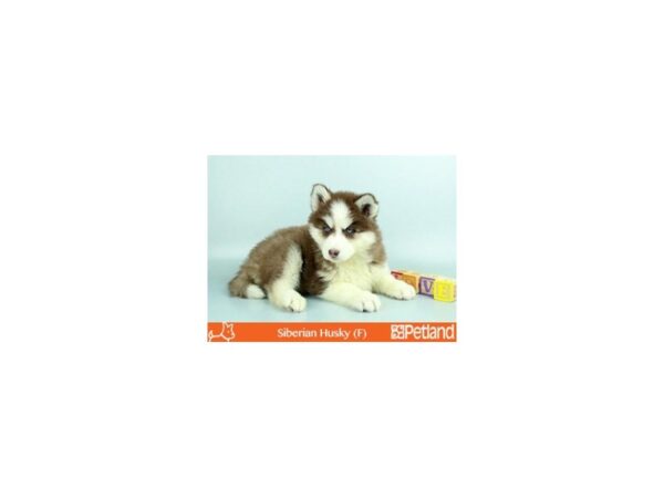 Siberian Husky-DOG-Female-RD & WH-47-Petland Florence, Kentucky