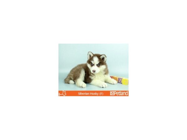 Siberian Husky DOG Female RD & WH 47 Petland Florence, Kentucky