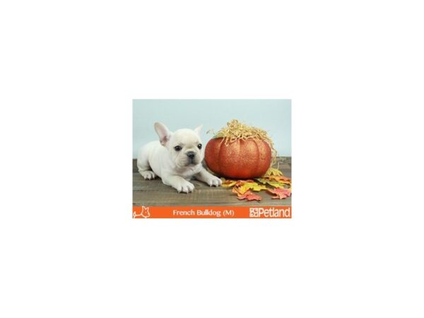 French Bulldog-DOG-Male-CR-45-Petland Florence, Kentucky