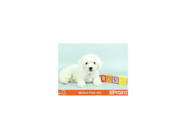 Bichon Frise-DOG-Male-WH-39-Petland Florence, Kentucky