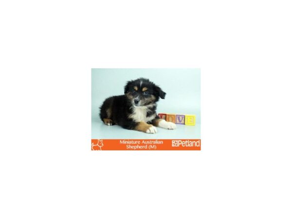 MINI AUSTRALIAN SHEPHERD-DOG-Male-BLK:WH MKGS TAN PTS-38-Petland Florence, Kentucky