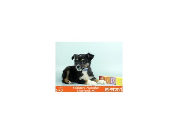 MINI AUSTRALIAN SHEPHERD-DOG-Male-BLK:WH MKGS TAN PTS-37-Petland Florence, Kentucky