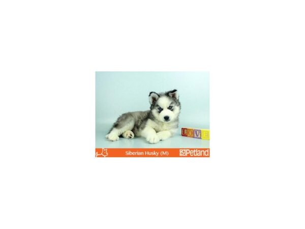 Siberian Husky-DOG-Male-BLK & WH-31-Petland Florence, Kentucky
