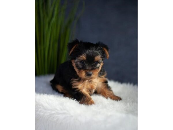 Yorkshire Terrier Dog Male Black / Tan 3449 Petland Florence, Kentucky