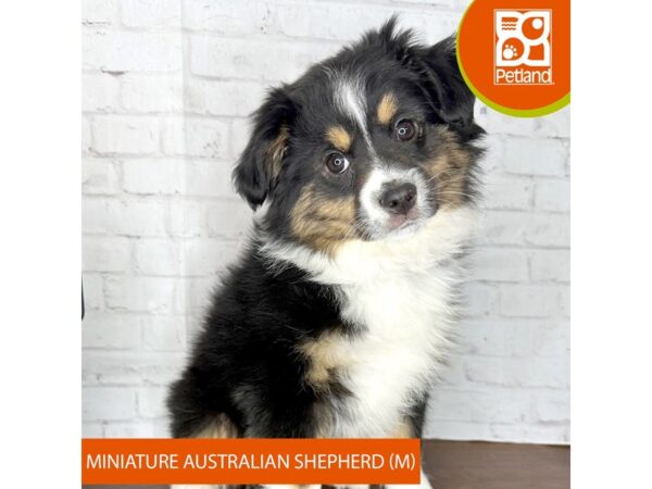 Miniature Australian Shepherd Dog Male Black White / Tan 3421 Petland Florence, Kentucky