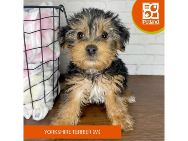 Yorkshire Terrier Dog Male Black / Tan 3431 Petland Florence, Kentucky