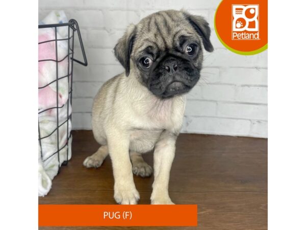 Pug-Dog-Female-Fawn-3435-Petland Florence, Kentucky