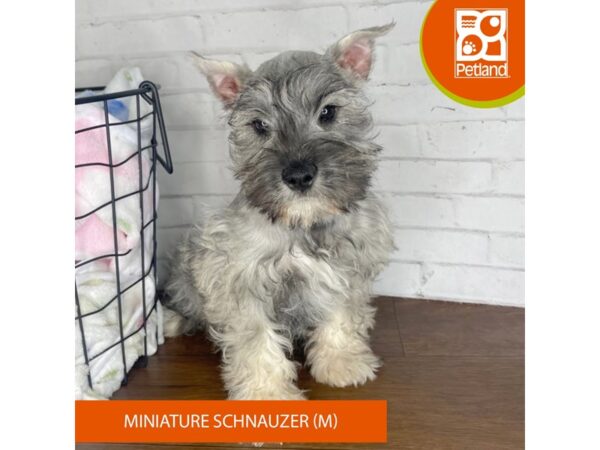 Miniature Schnauzer-Dog-Male-Salt / Pepper-3436-Petland Florence, Kentucky