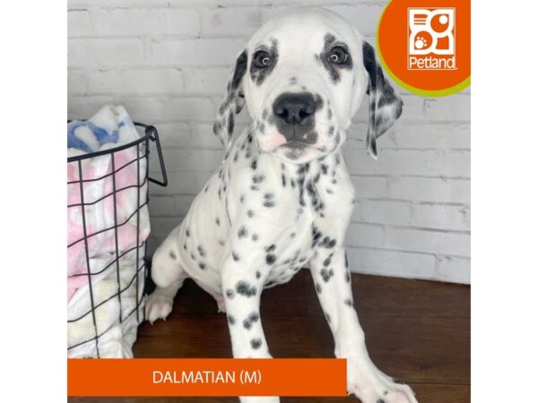 Dalmatian Dog Male Black / White 3437 Petland Florence, Kentucky