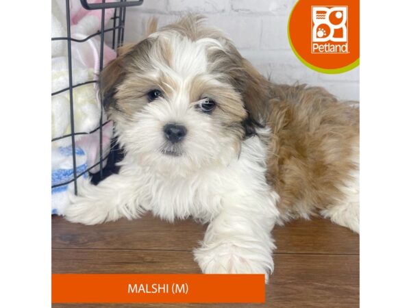 Malshi-Dog-Male-Gold / White-3452-Petland Florence, Kentucky