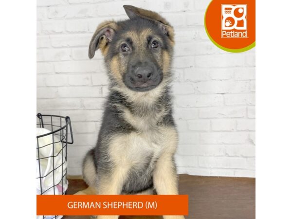 German Shepherd Dog-Dog-Male-Black / Red-3457-Petland Florence, Kentucky