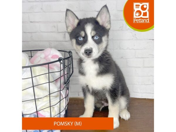 Pomsky Dog Male Black / White 3458 Petland Florence, Kentucky