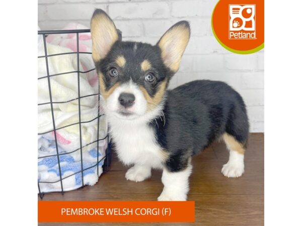 Pembroke Welsh Corgi Dog Female Tri Colored 3465 Petland Florence, Kentucky