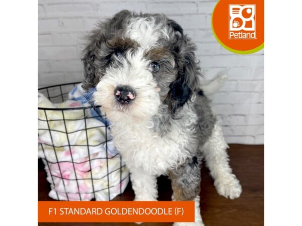 Goldendoodle Standard F1-Dog-Male-Blue Merle-3475-Petland Florence, Kentucky