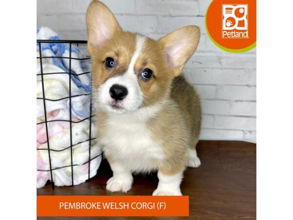 Pembroke Welsh Corgi-Dog-Female-Red / White-3473-Petland Florence, Kentucky