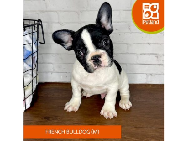 French Bulldog Dog Male Black 3470 Petland Florence, Kentucky