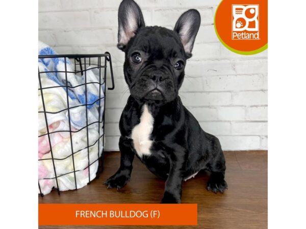 French Bulldog Dog Female Black 3469 Petland Florence, Kentucky