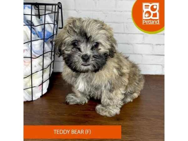 Teddy Bear-Dog-Female-Gold-3468-Petland Florence, Kentucky